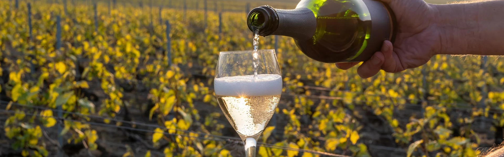 bollicine prosecco spumante